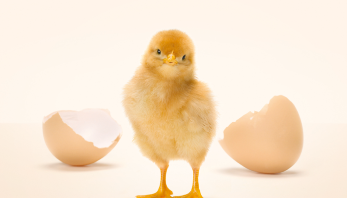 Salviamo il pulcino maschio: le uova Coop sono cruelty-free